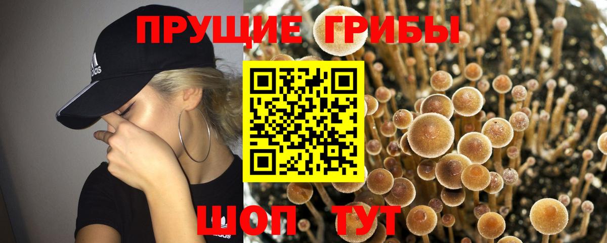 Псилоцибиновые грибы Psilocybine cubensis  Вход с VPN  Видное 